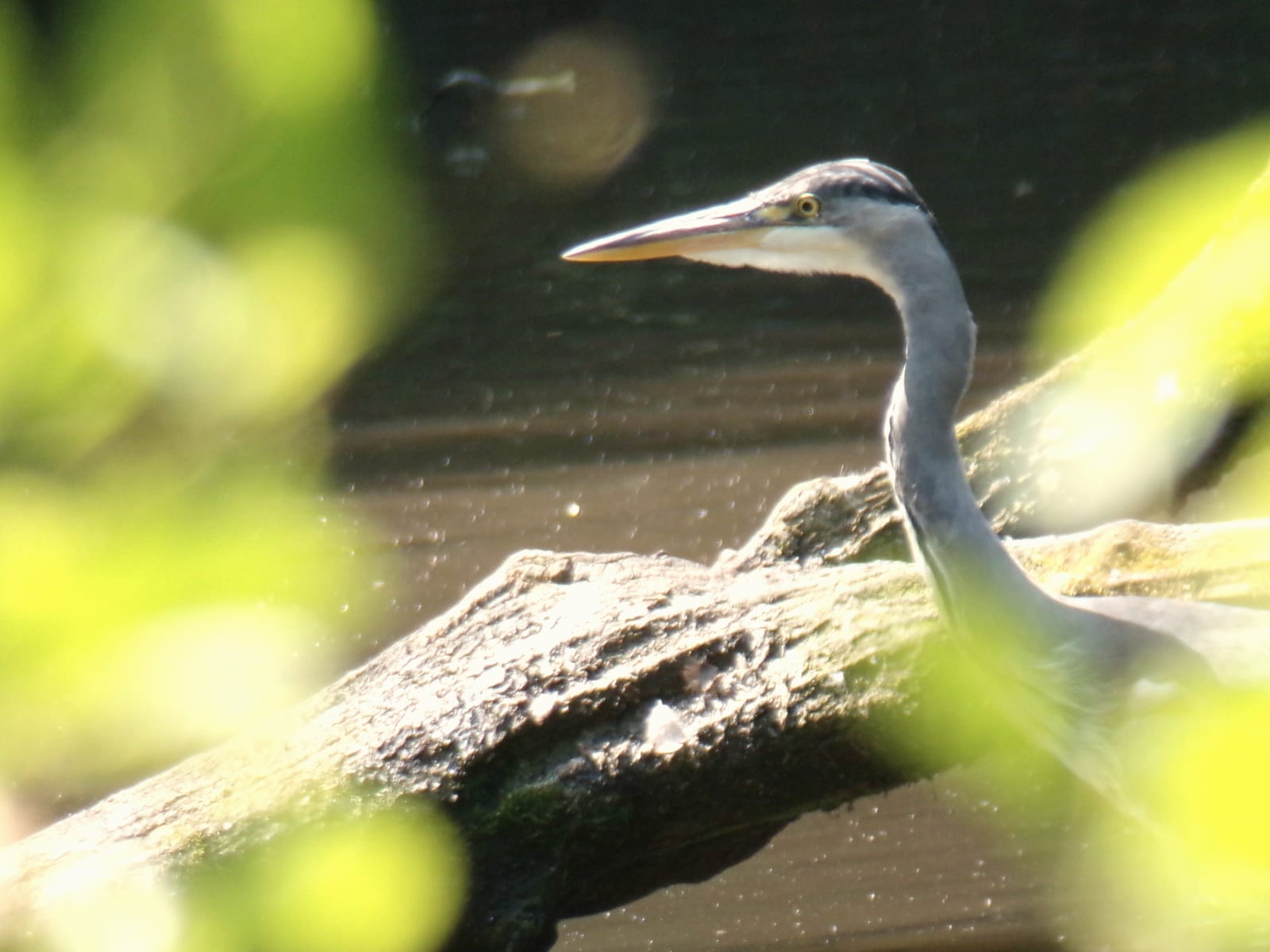 A heron fishing at Lymm Dam